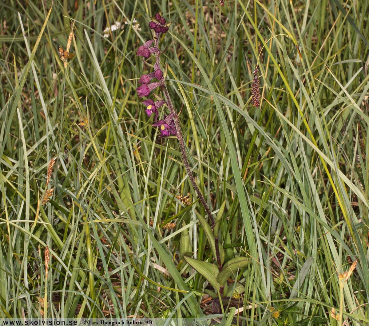 Ekorrbär, Maianthemum bifolium